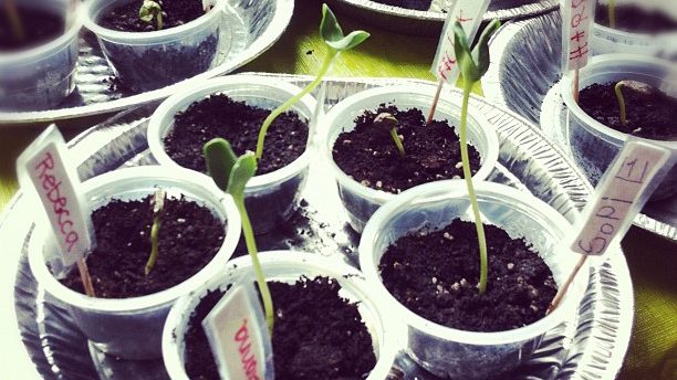 Sunflower Seedlings! 0b1a6fb2930111e1a87612313804ec91_7