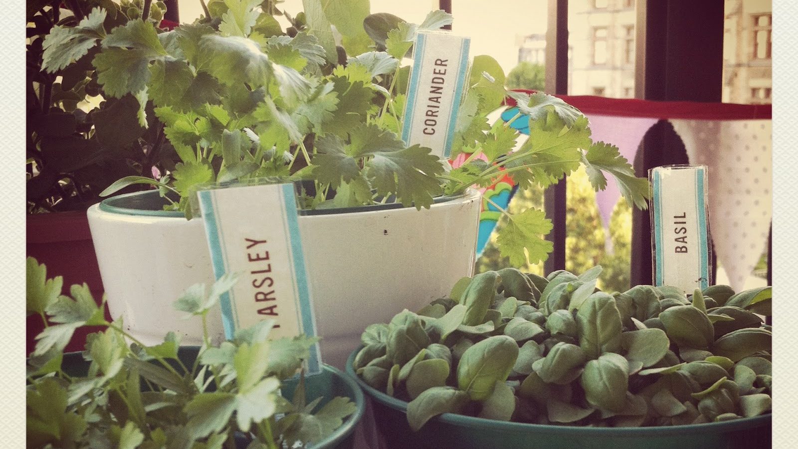 Herb or Spice Jar Labels! IMG_2195