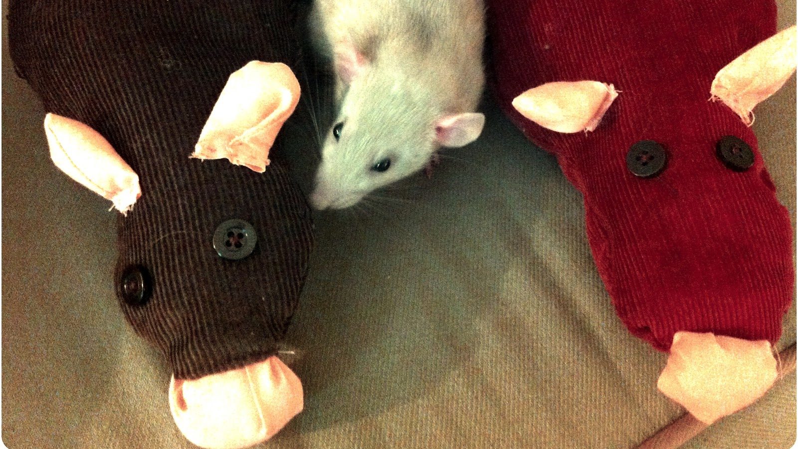 Rat Stuffy! IMG_2703